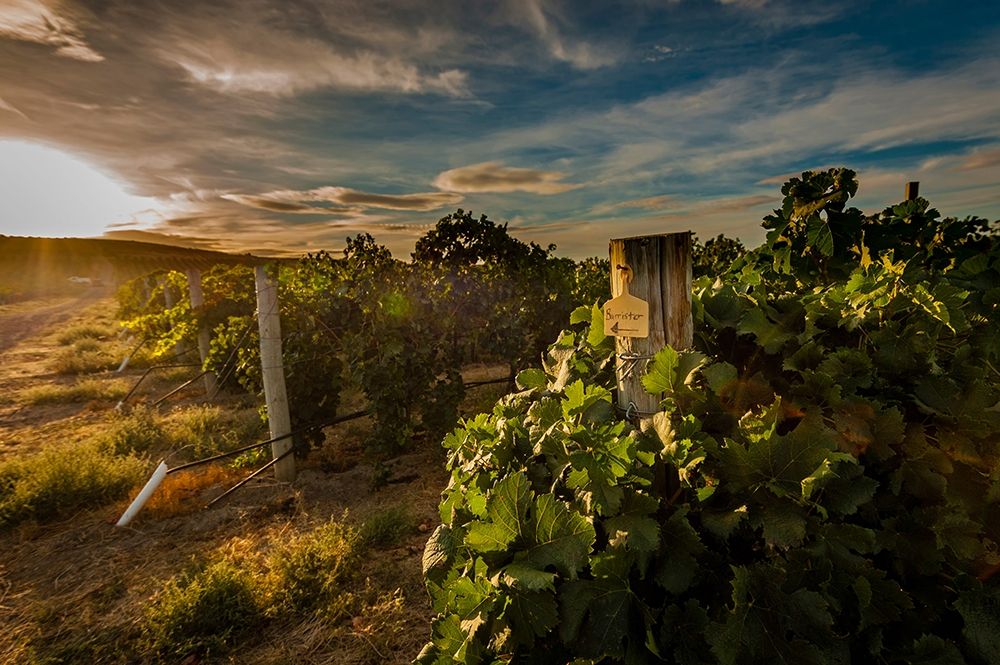 Morning light on rows of merlot